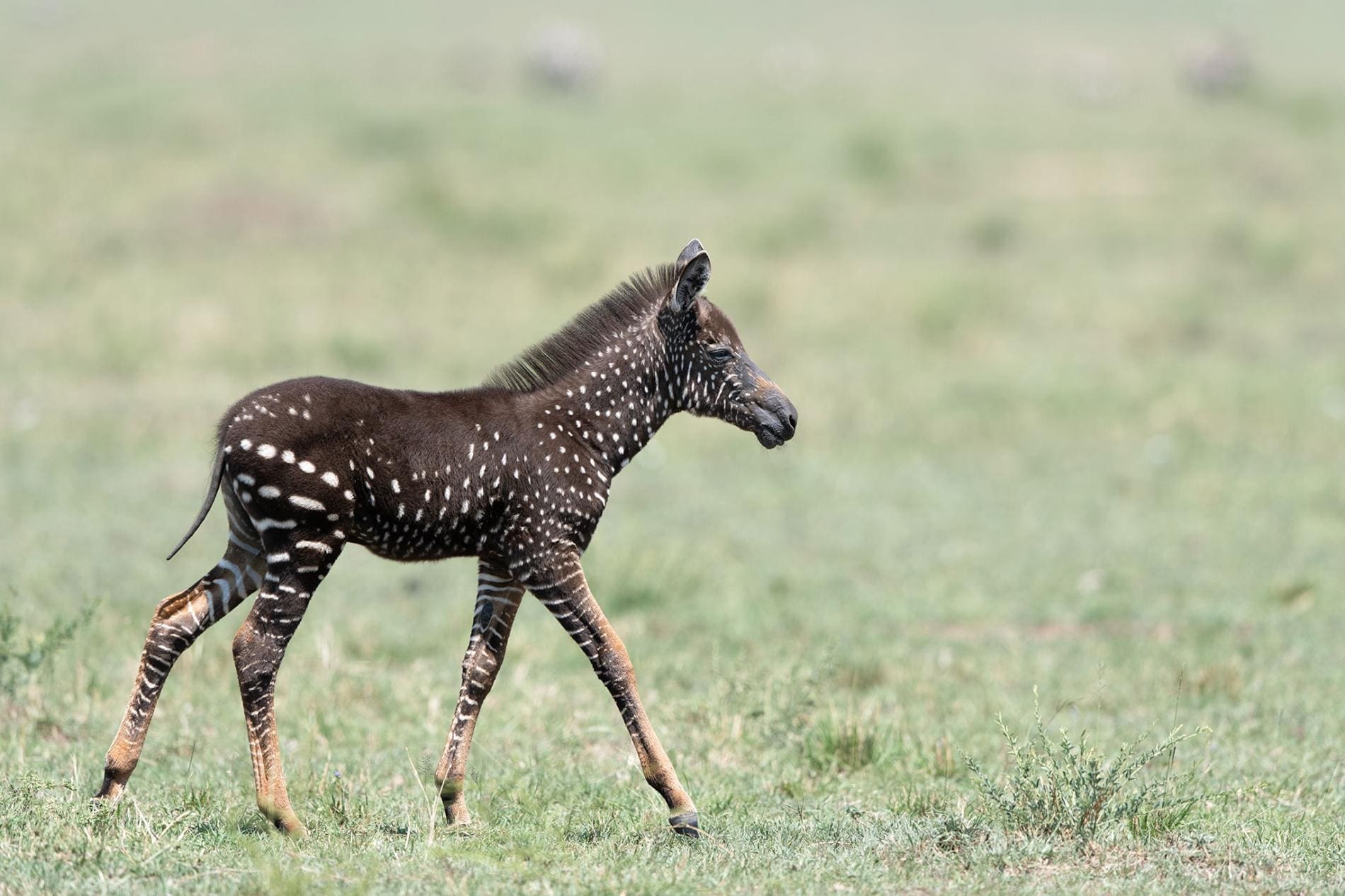 Polka-Dotted Zebra Discovered In Kenya